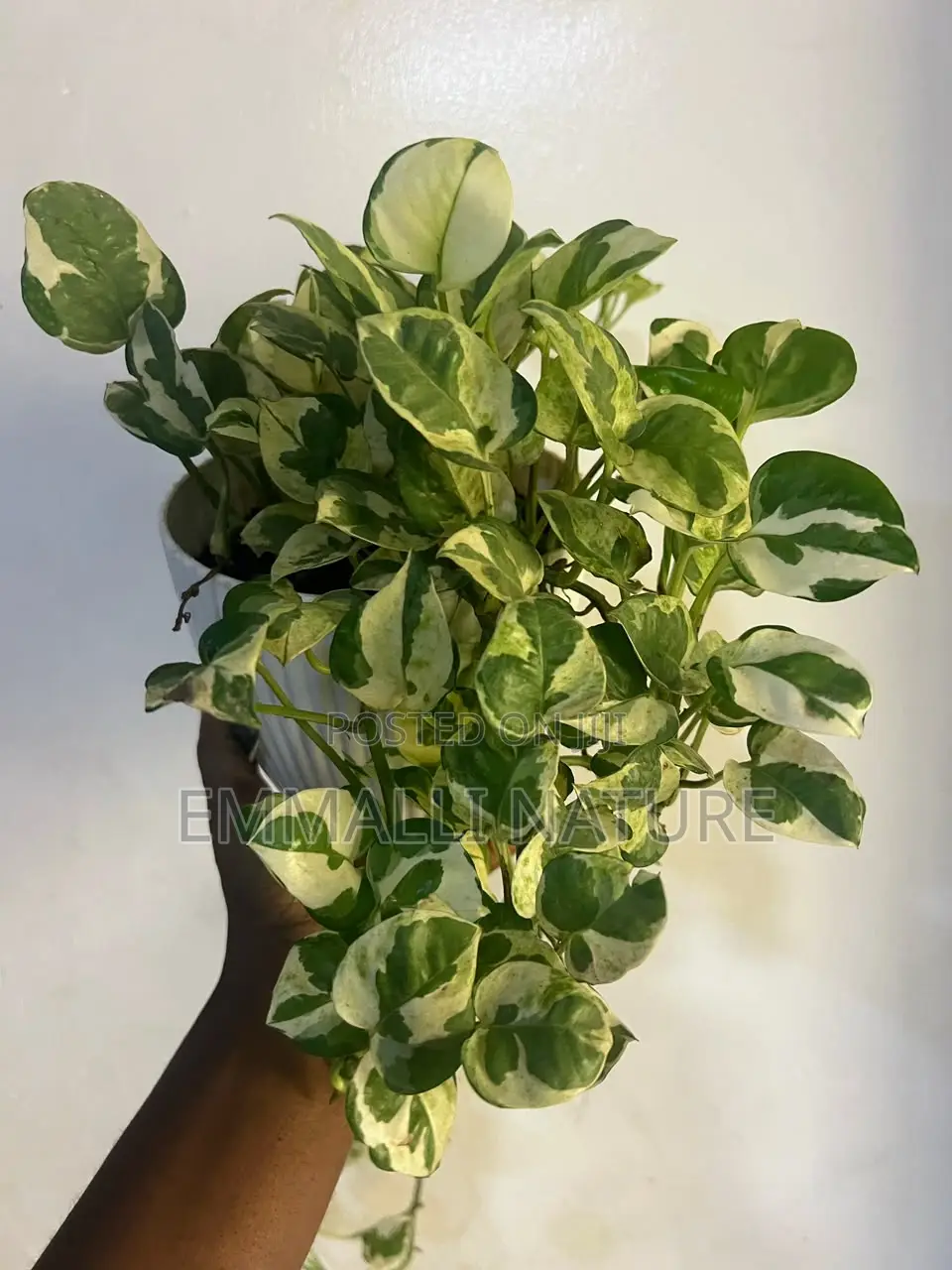 Indoor Plants (As Low as N10,000)