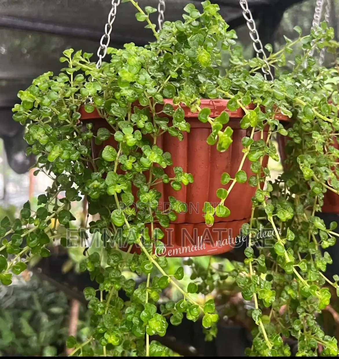 Indoor Plants (As Low as N10,000)
