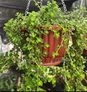 Indoor Plants (As Low as N10,000)