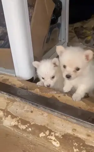1-3 months Female Purebred American Eskimo
