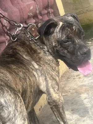 1+ year Male Purebred Boerboel