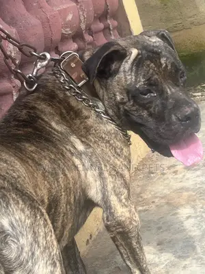 1+ year Male Purebred Boerboel