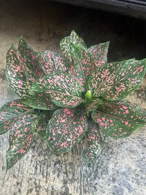 Indoor Plants (As Low as N10,000)