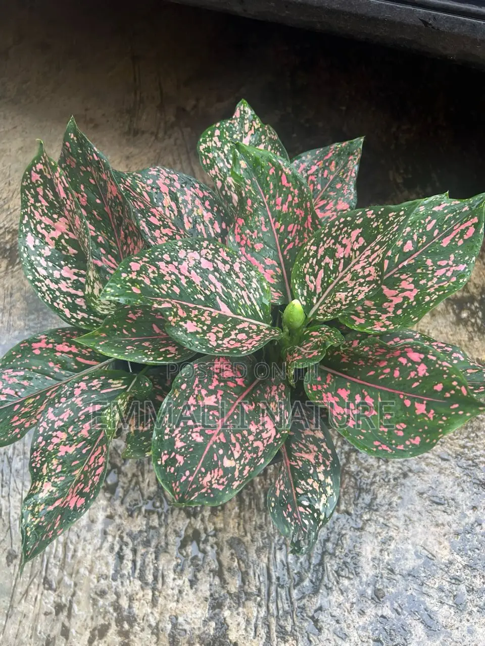 Indoor Plants (As Low as N10,000)
