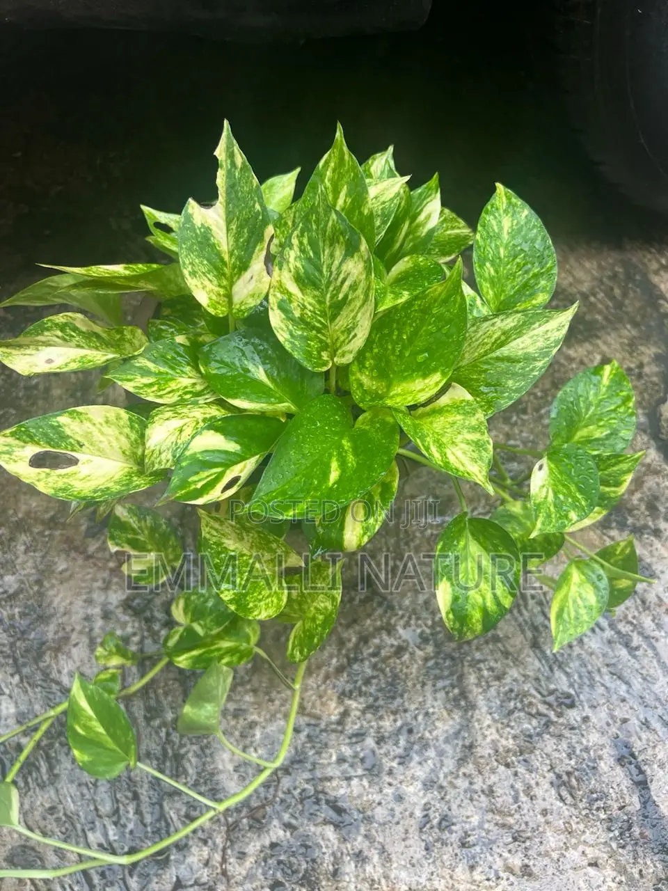 Indoor Plants (As Low as N10,000)
