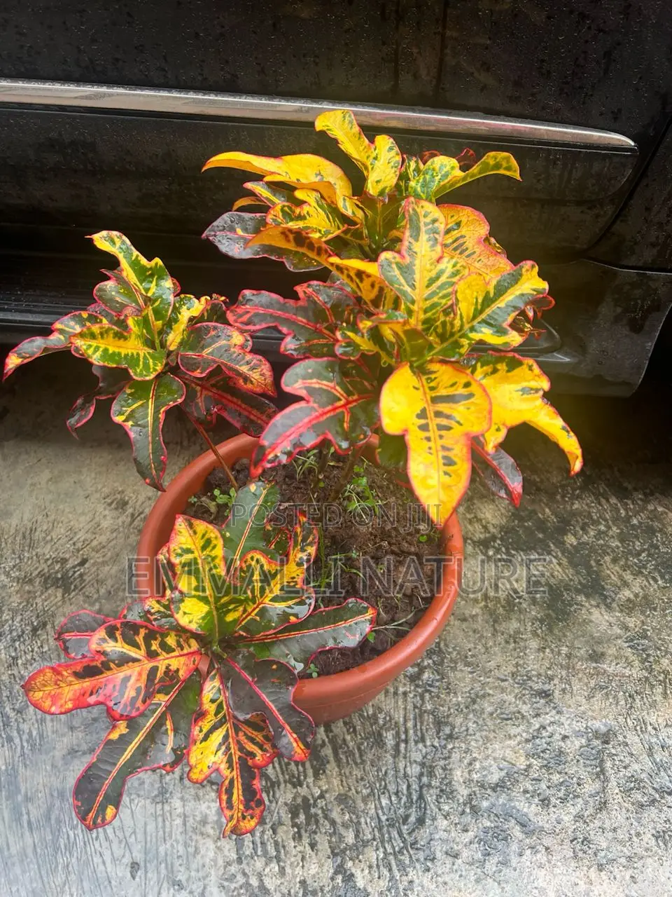 Indoor Plants (As Low as N10,000)