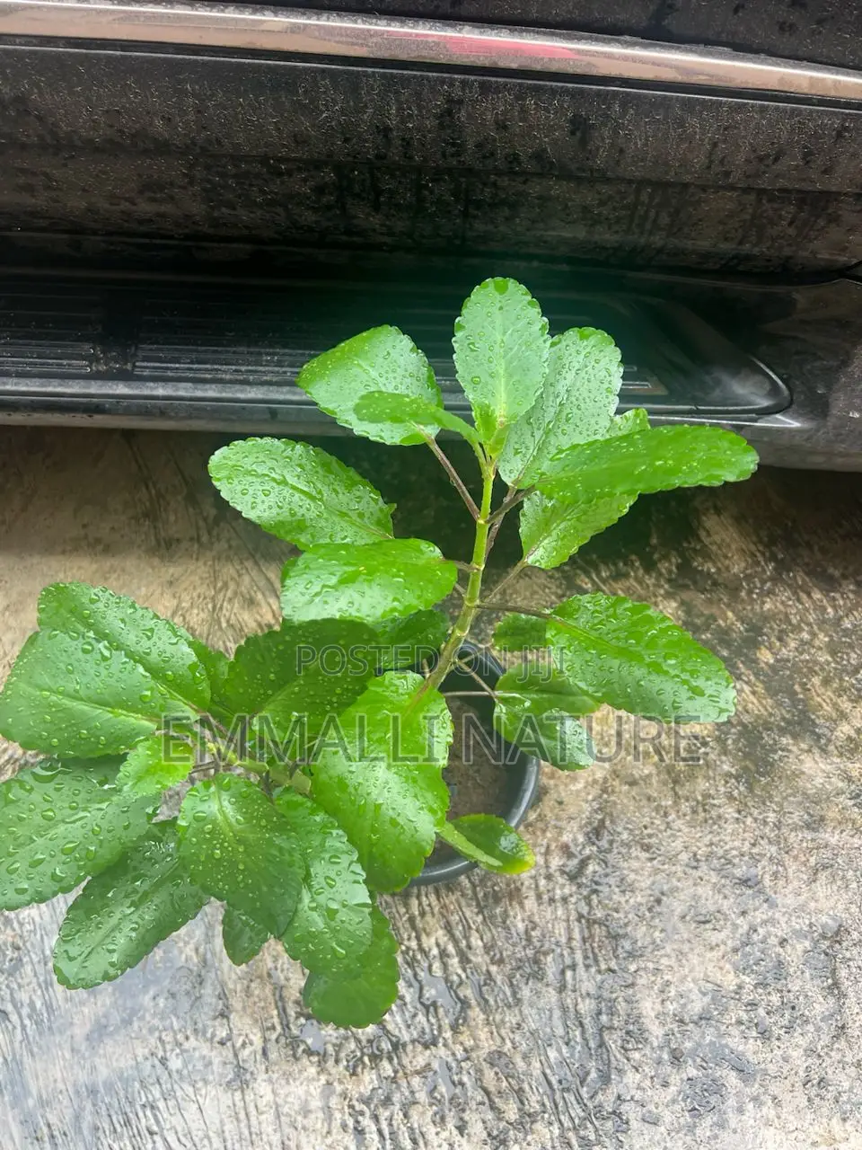Indoor Plants (As Low as N10,000)