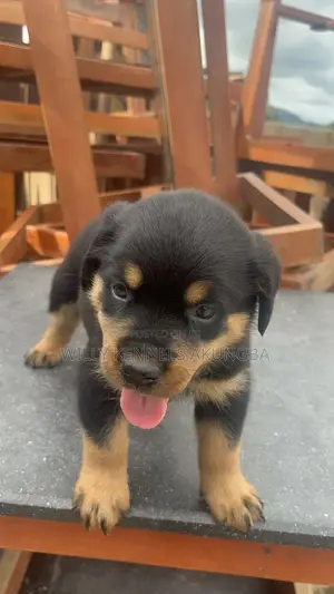 1-3 months Male Purebred Rottweiler