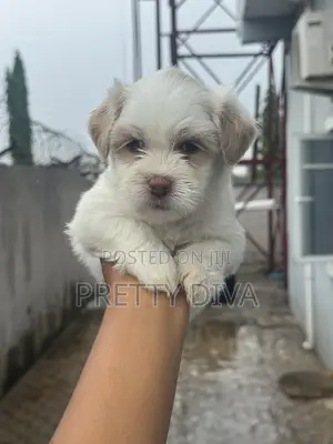 1-3 months Male Purebred Lhasa Apso