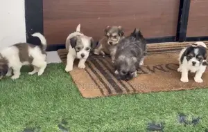 1-3 months Female Purebred Lhasa Apso
