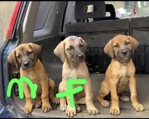 1-3 months Female Purebred Boerboel