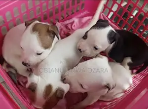 1-3 months Female Purebred American Pit Bull Terrier