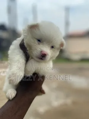 1-3 months Male Purebred American Eskimo