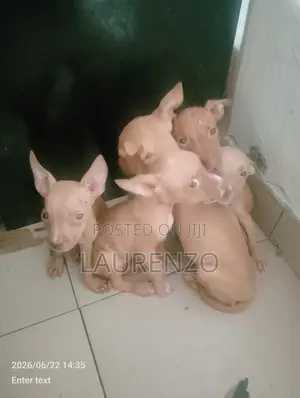 1-3 months Female Purebred American Pit Bull Terrier