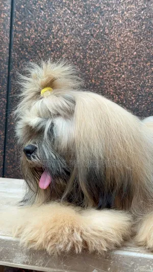 1+ year Female Purebred Lhasa Apso