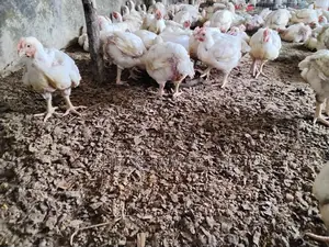 6weeks Broilers