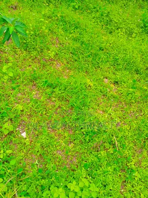 4.52 Hectares Commercial Land at Central Area