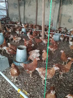 Point of Cage Pullets