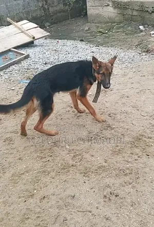 3-6 months Female Purebred German Shepherd