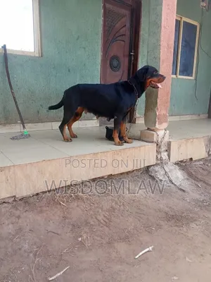 1+ year Female Purebred Rottweiler