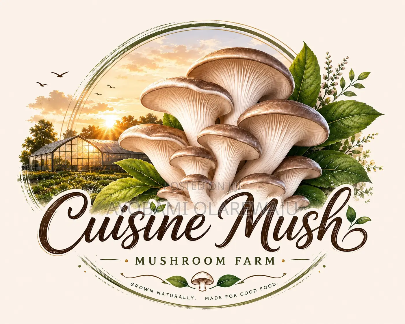 Oyster Mushroom Spawn/Seed