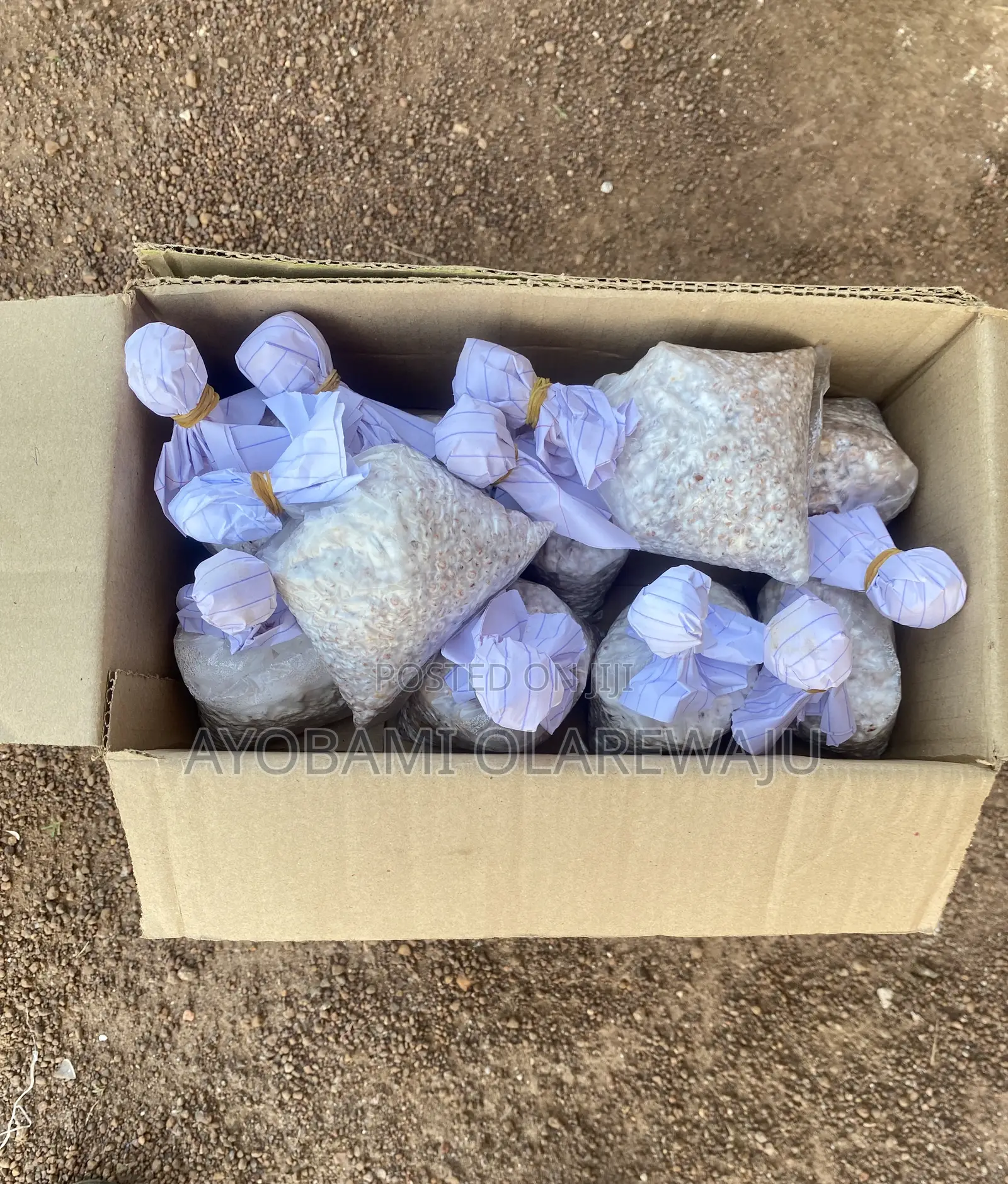 Oyster Mushroom Spawn/Seed