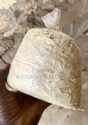 Oyster Mushroom Spawn/Seed