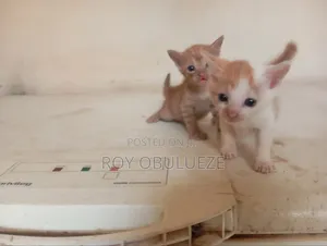 1-3 months Female Purebred American Shorthair