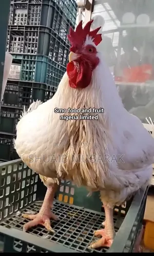 Broiler Chicken
