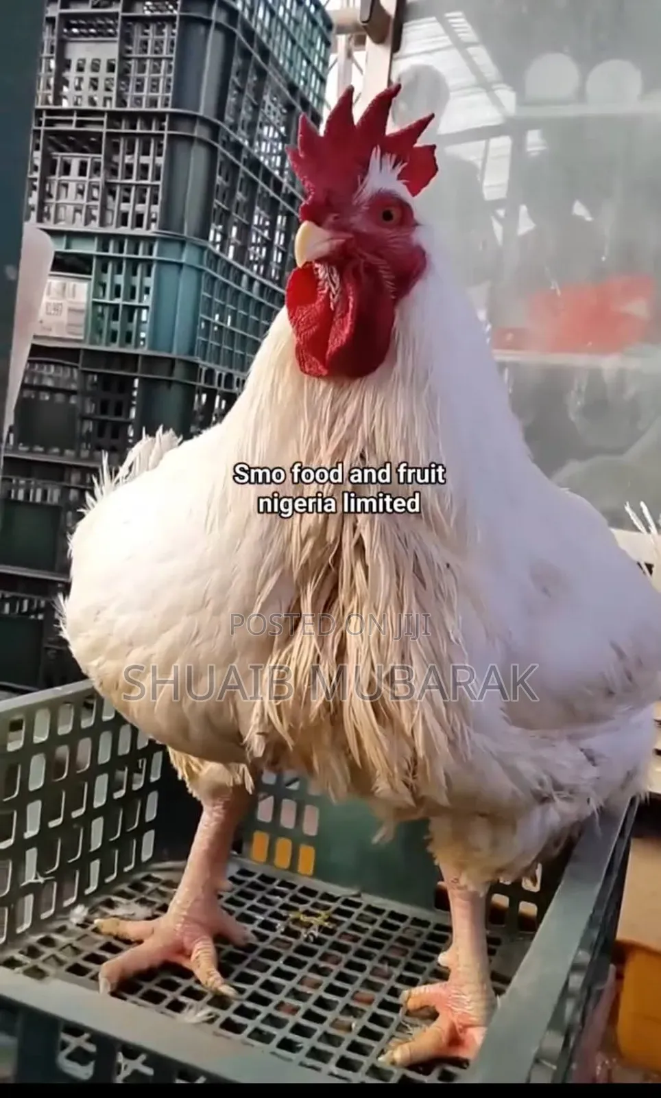 Broiler Chicken