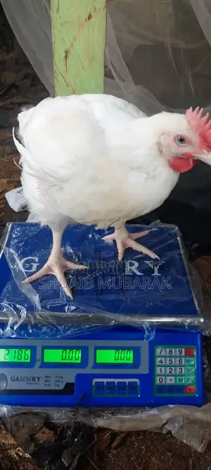 Broiler Chicken