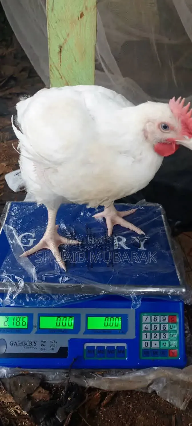Broiler Chicken