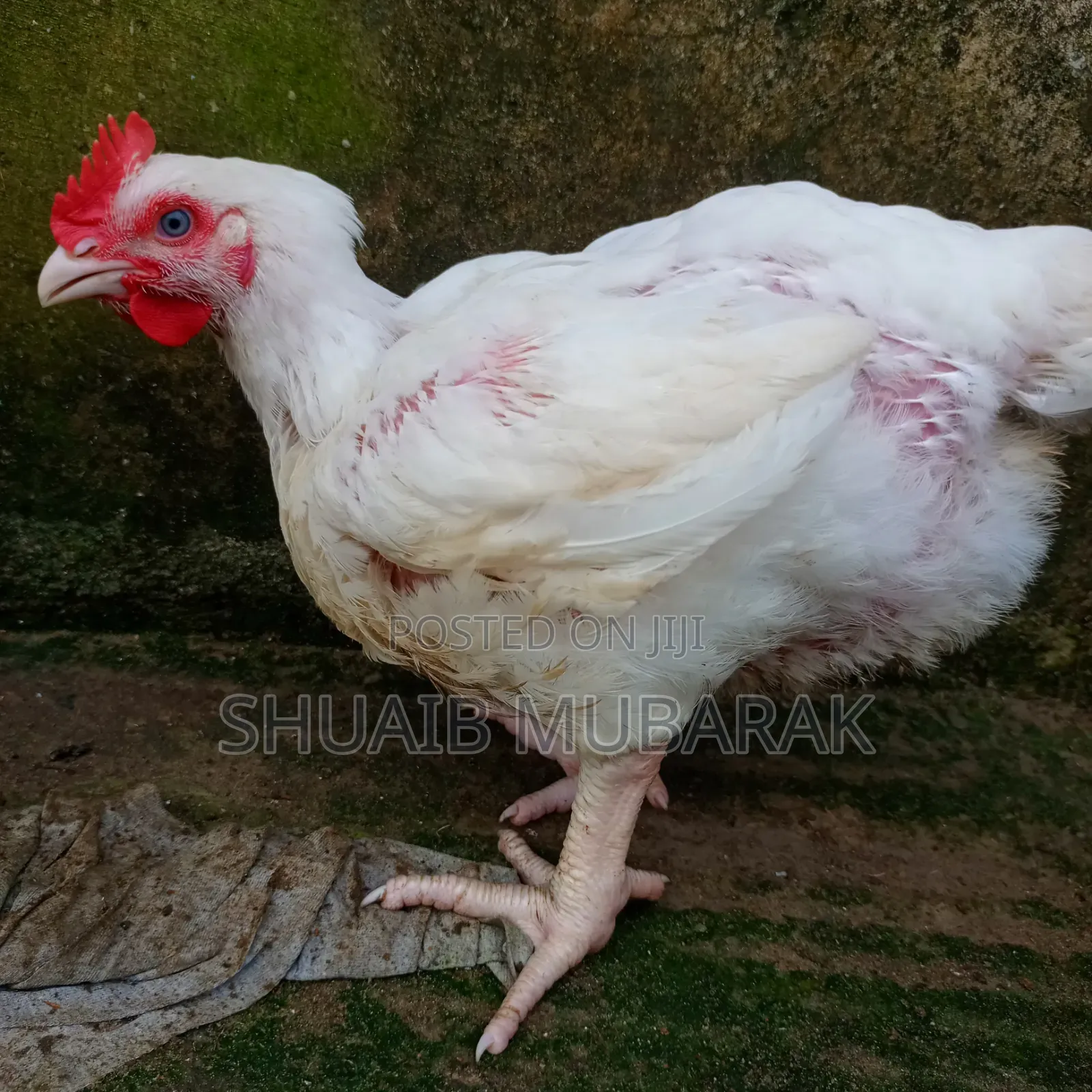 Broiler Chicken
