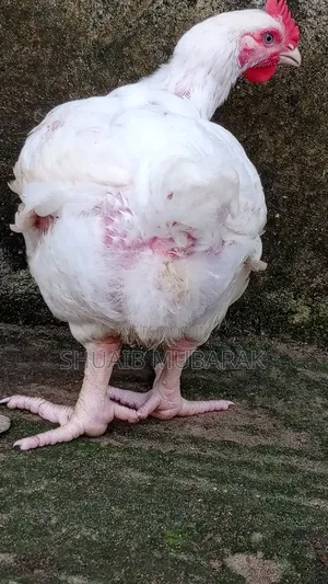 Broiler Chicken