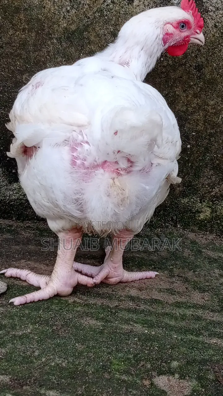 Broiler Chicken