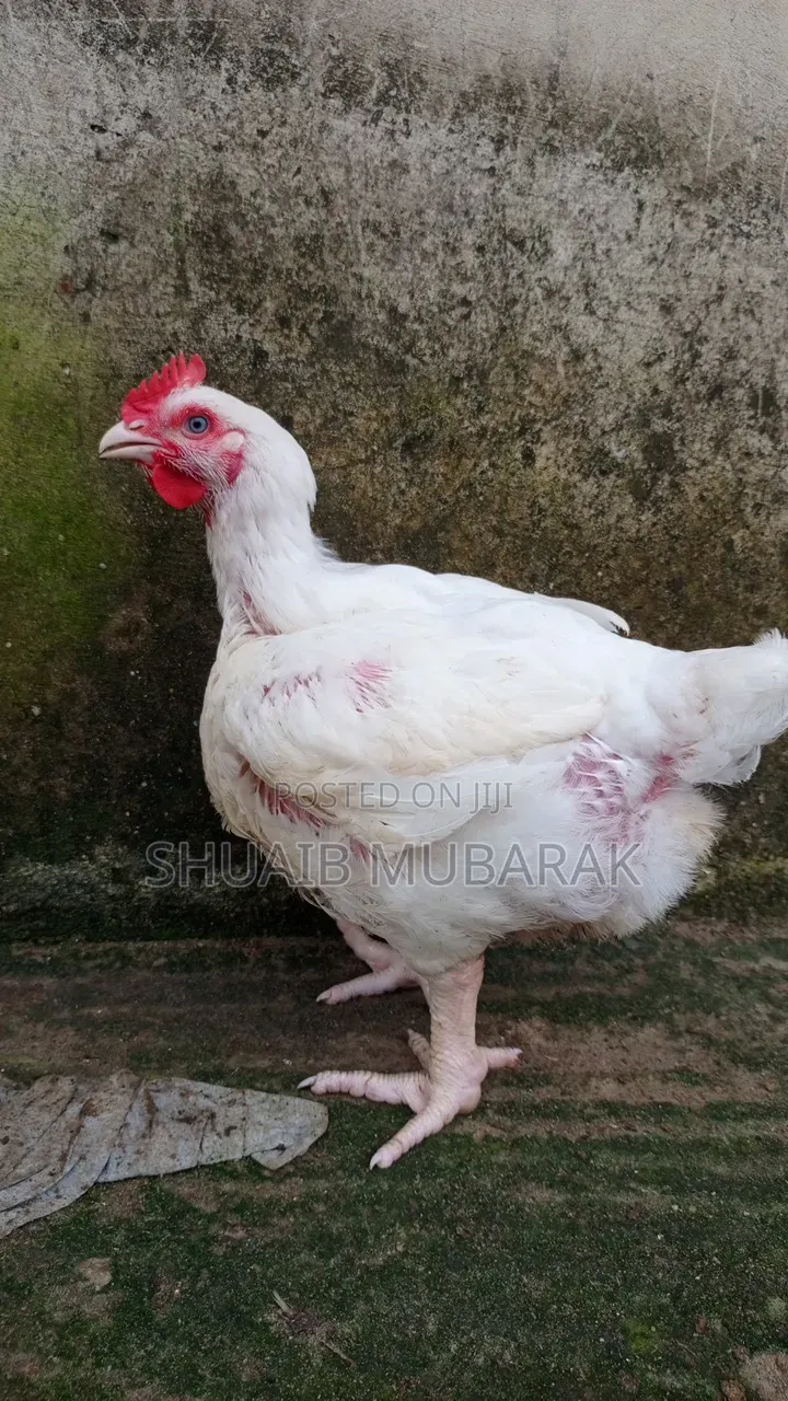 Broiler Chicken