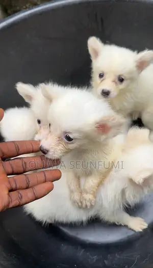 1-3 months Female Purebred American Eskimo