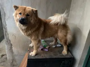 1+ year Female Purebred Chow Chow