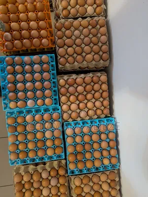 Fresh Farm-Chicken Layer Eggs