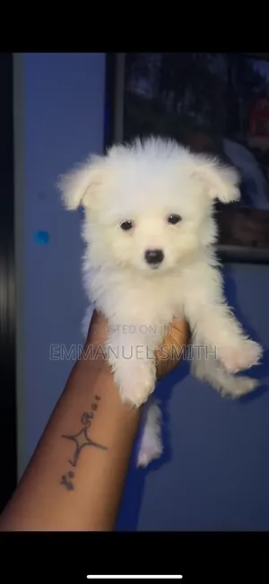 1-3 months Female Mixed Breed Lhasa Apso