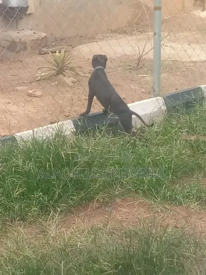 1-3 months Female Purebred American Pit Bull Terrier