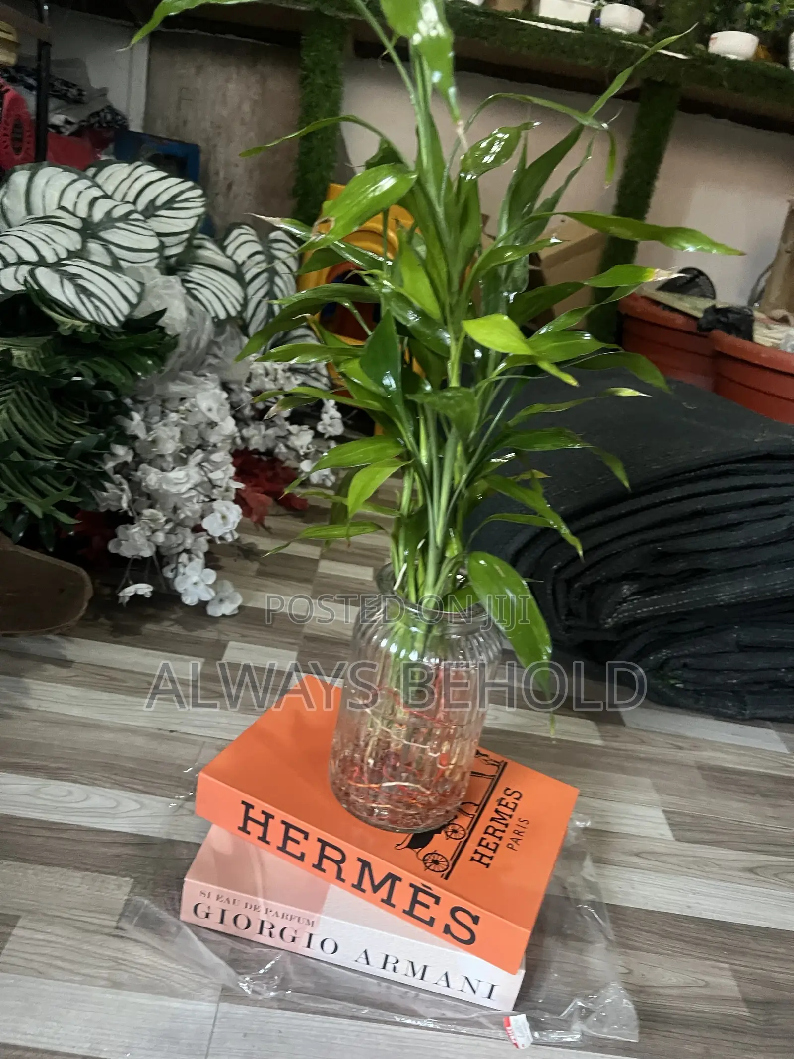 Transparent Bottles and Lucky Bamboo