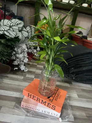 Transparent Bottles and Lucky Bamboo