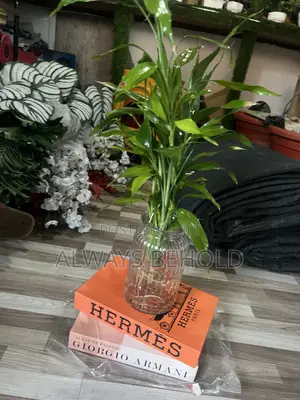 Transparent Bottles and Lucky Bamboo