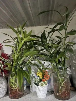 Transparent Bottles and Lucky Bamboo