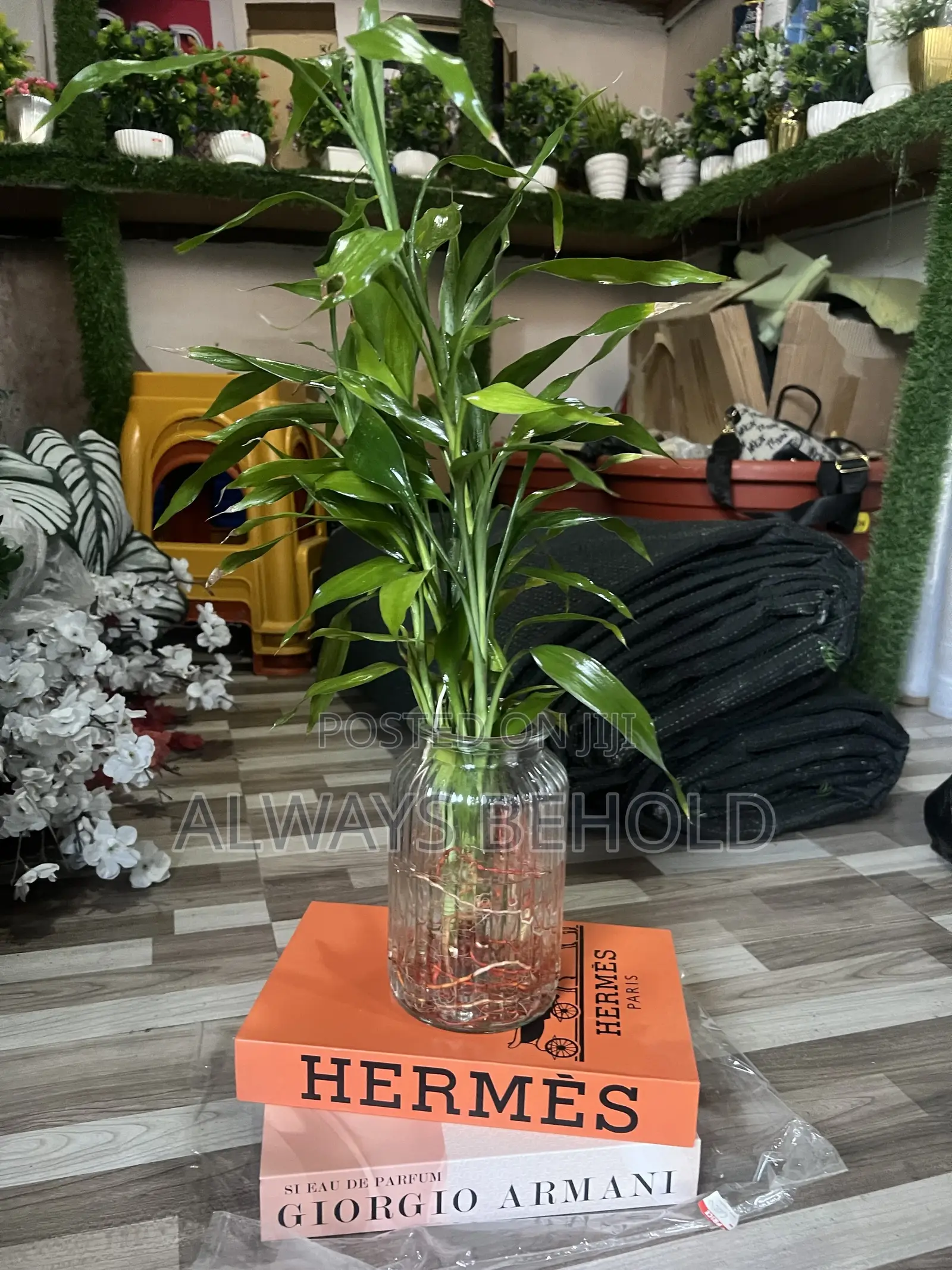 Transparent Bottles and Lucky Bamboo