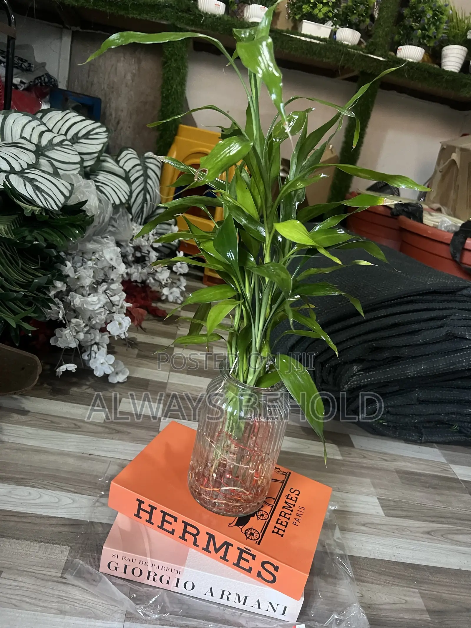 Transparent Bottles and Lucky Bamboo