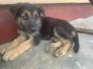 1-3 months Female Purebred German Shepherd