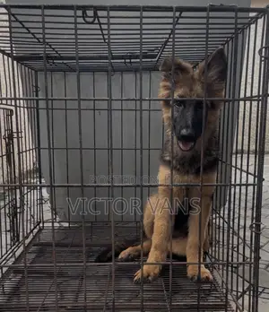 3-6 months Female Purebred German Shepherd