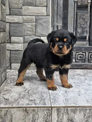 1-3 months Male Purebred Rottweiler
